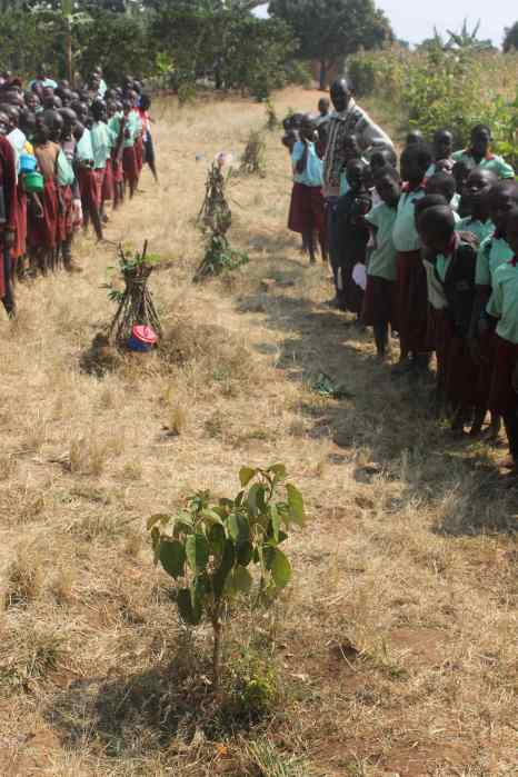 Muzuuka Primary school tree planting initiative with the aid of Kyempapu